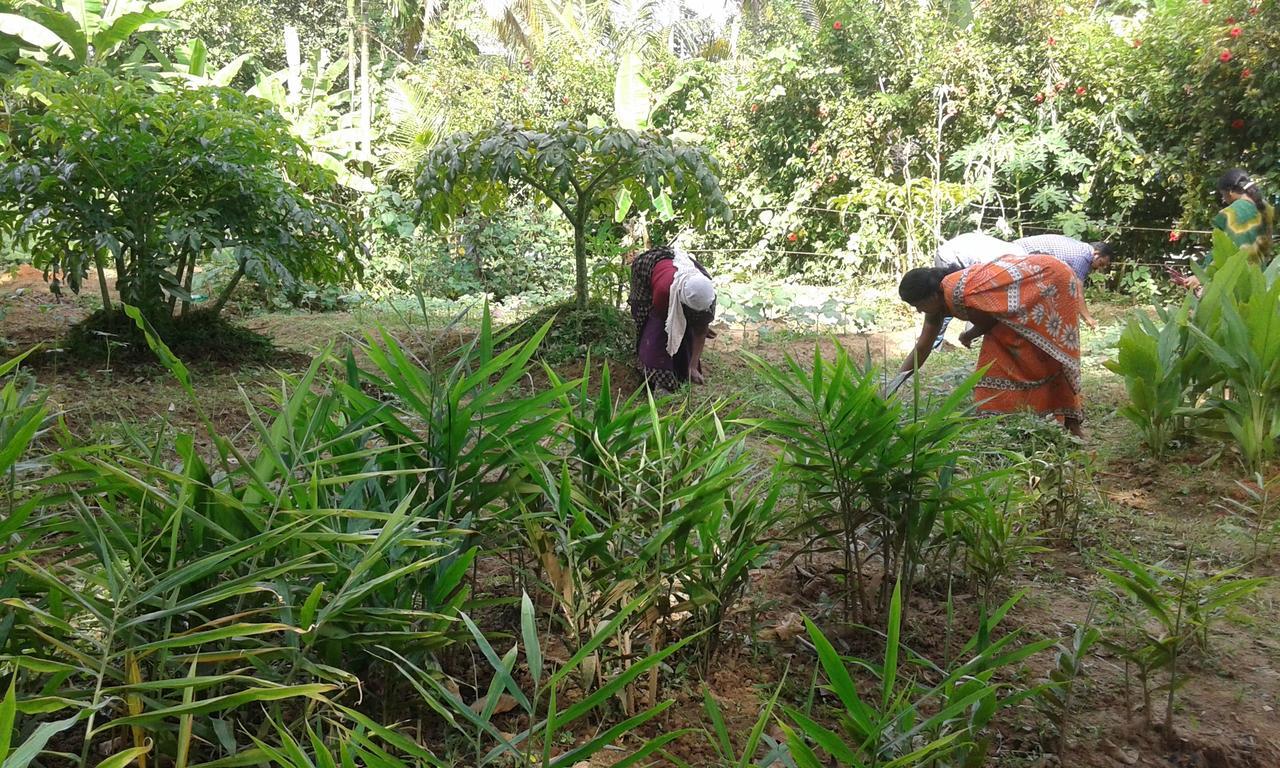 فندق Big Banana Island Retreat North Paravur المظهر الخارجي الصورة